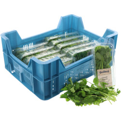 CORIANDRE GROSBUSCH 12X20G